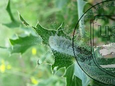 Пестрянка веселая (пестрянка лета) 001